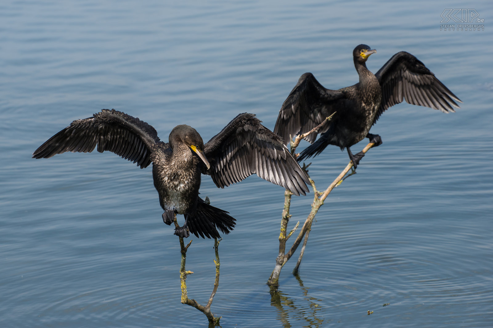 Vogels - Aalscholvers Aalscholvers (Phalacrocorax carbo) aan de Lepelaarsplassen in Nederland. Na het vissen zoeken aalscholvers vaak een plaats om hun vleugens in de zon te kunnen laten drogen. Stefan Cruysberghs